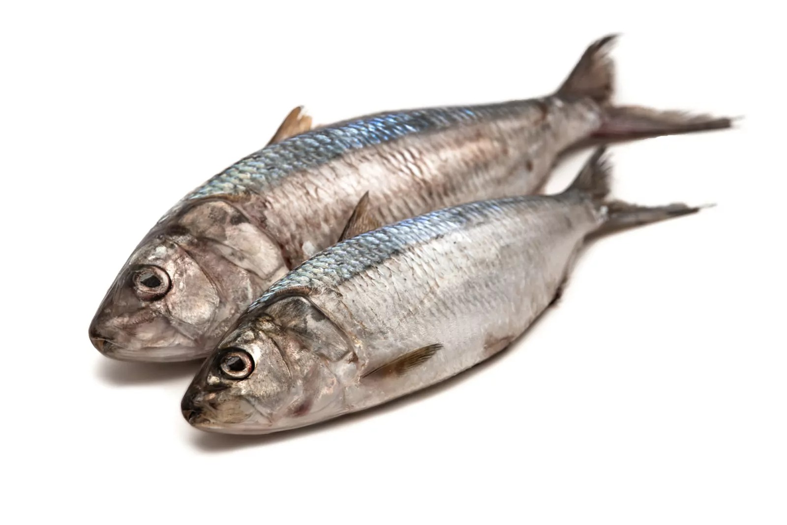 Round sardinella - Image 2