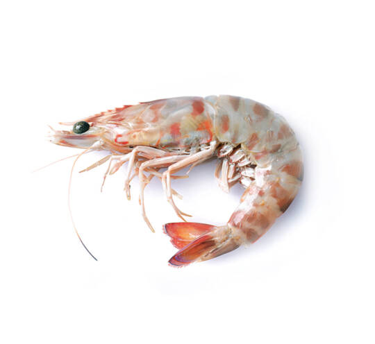 Caramote Prawn