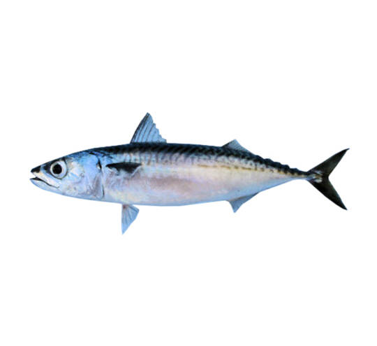 Chub mackerel