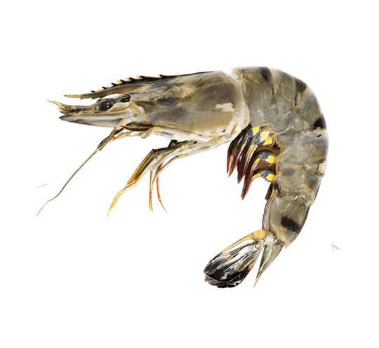 Giant Tiger Prawn