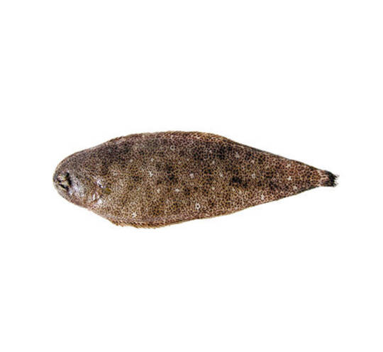 Guinean Sole