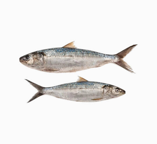 Fish