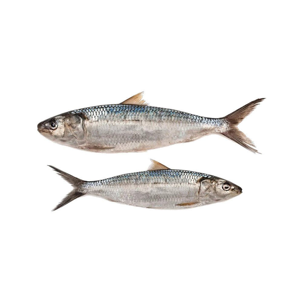 Round sardinella