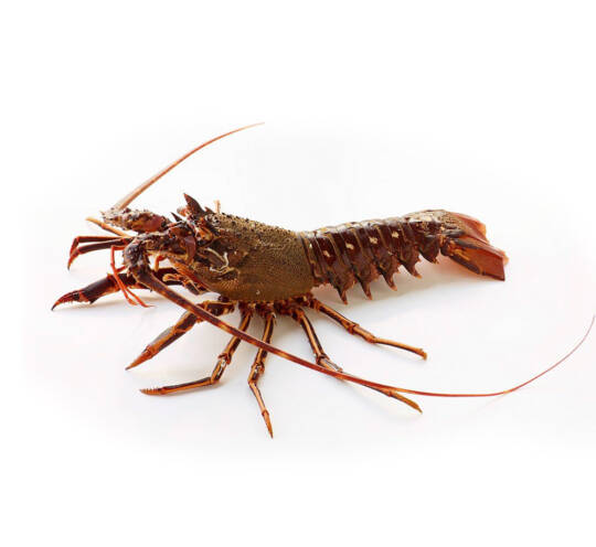 Royal spiny Lobster