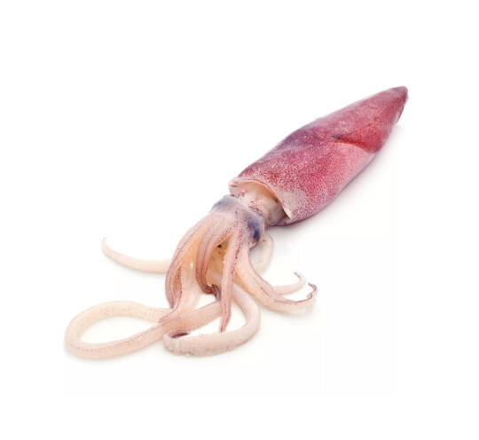 Squid