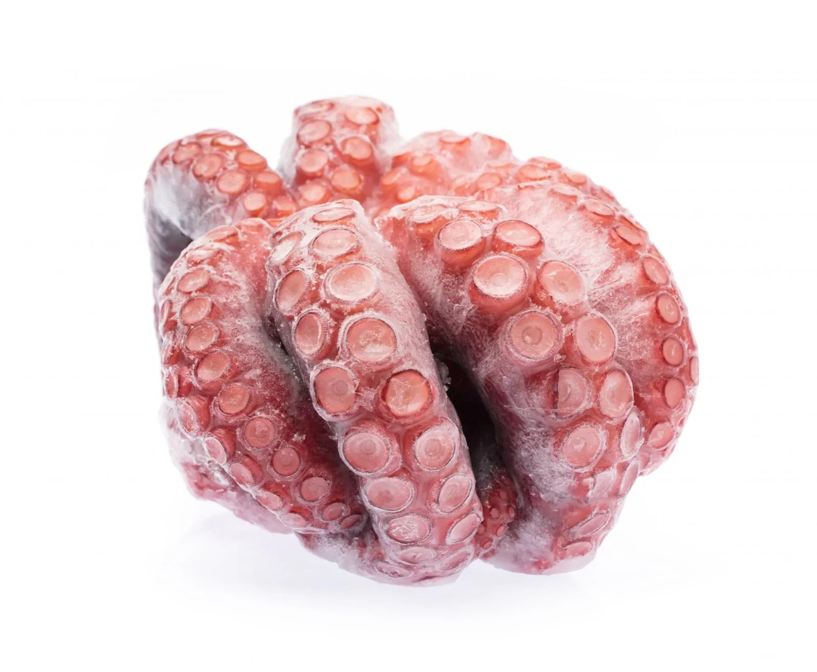 Octopus - Image 3