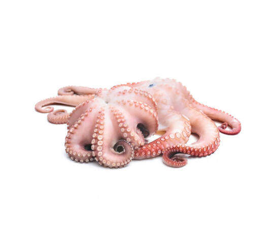 Octopus