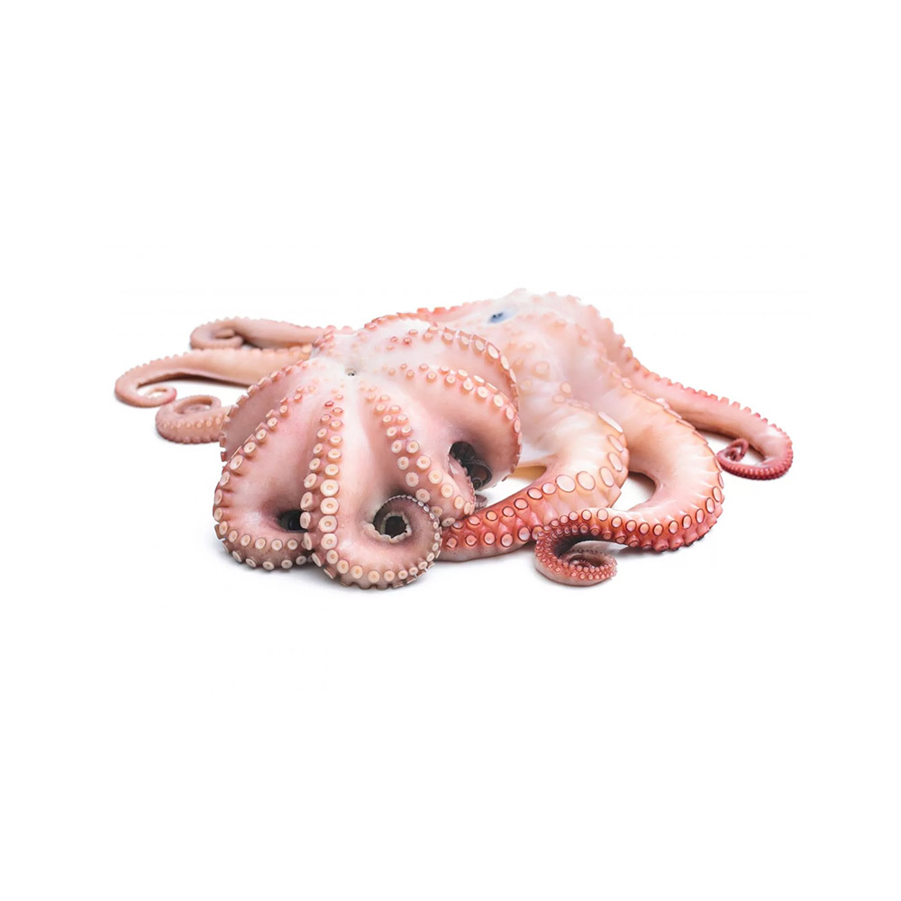 Octopus