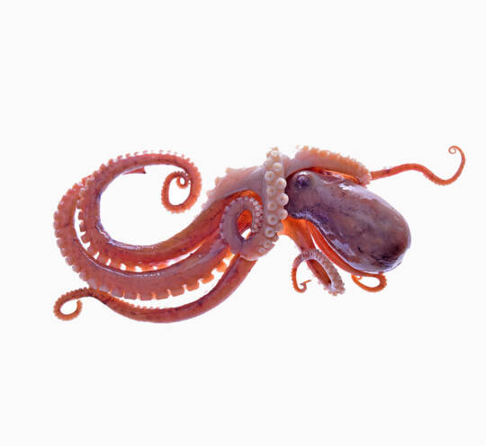 Seafood