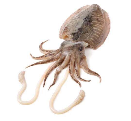 Cuttlefish