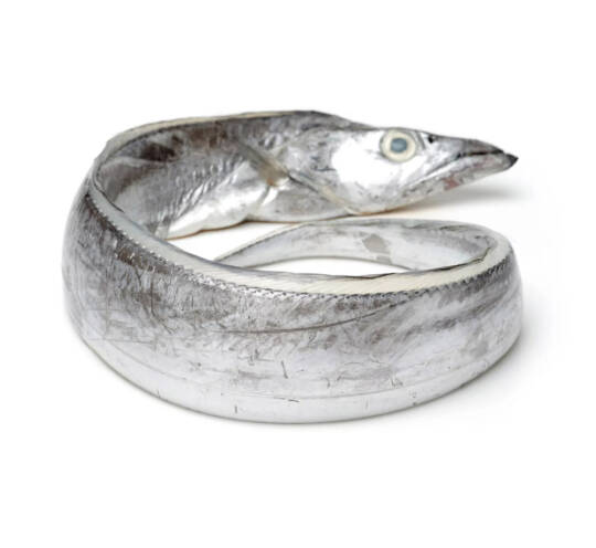 Ribbon Fish