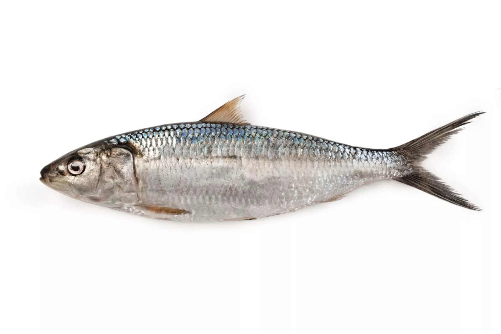 Round sardinella - Image 3