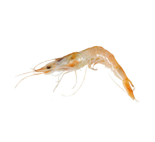 Deepwater rose shrimp