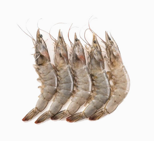 Shrimps