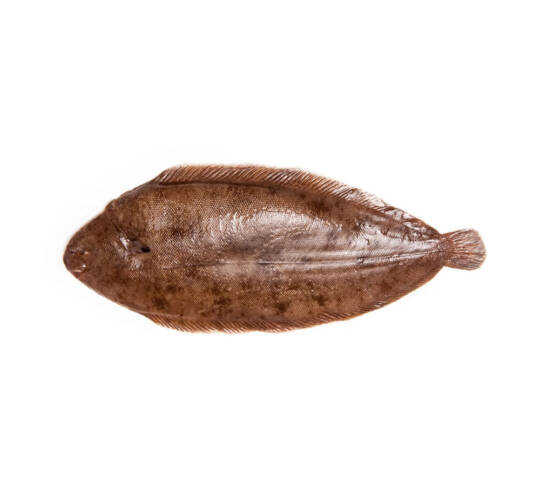 Sole fish