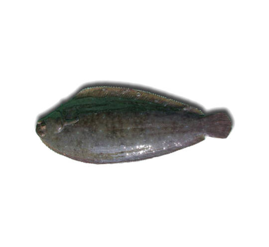 Senegalese Sole