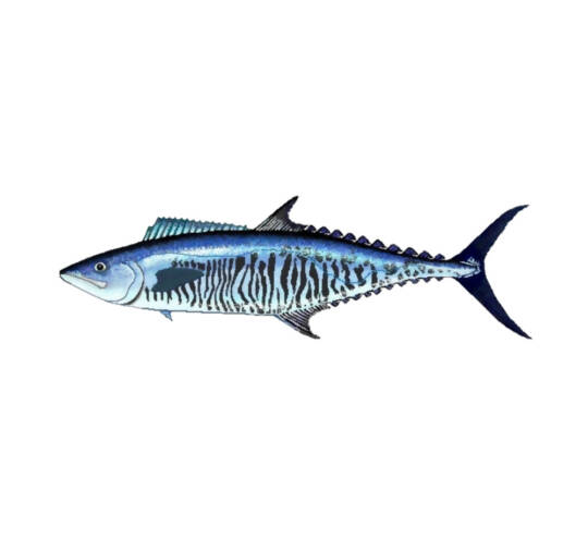 West African Spanish mackerel