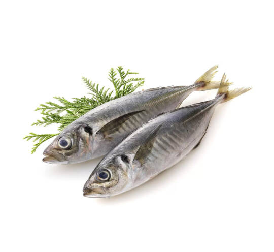 Mackerel