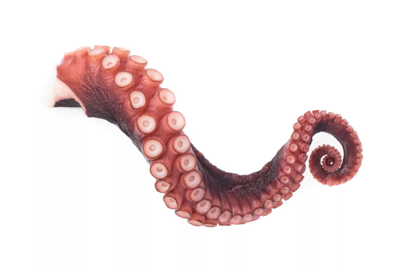 Octopus - Image 2